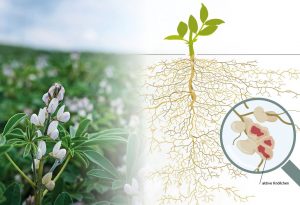 Teamwork im Verborgenen: Hülsenfrüchte düngen sich selbst