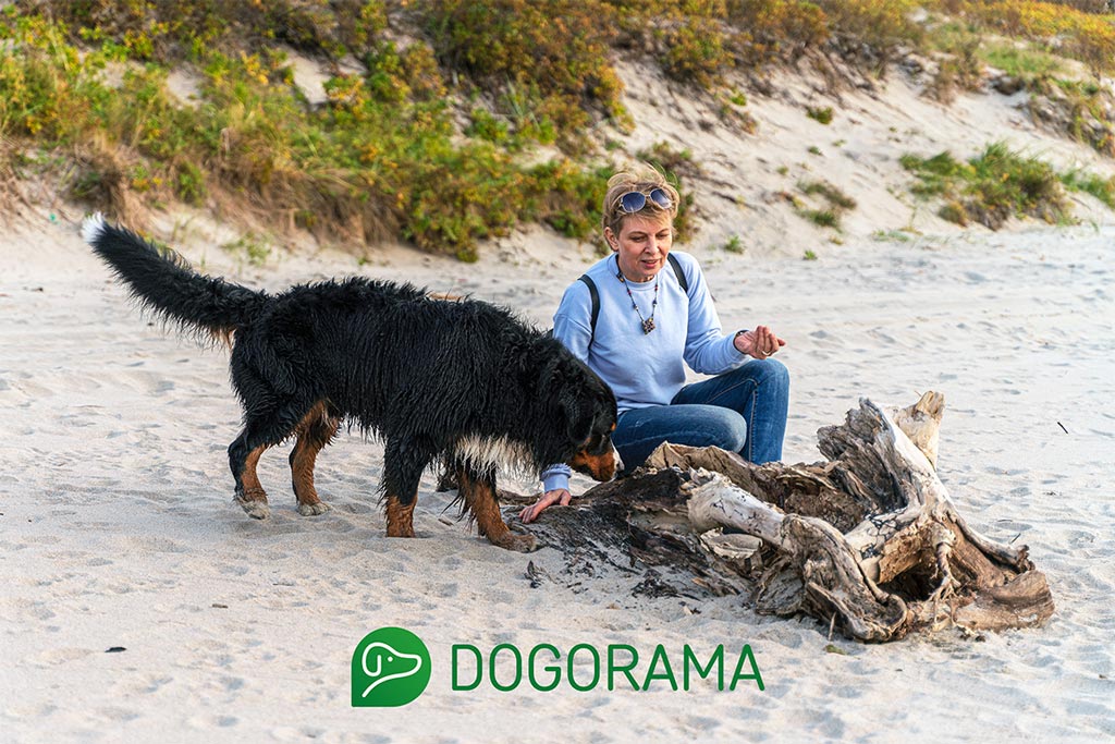 Die 10 beliebtesten Urlaubsorte für Hundehalter