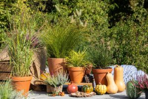 Bewegung im Garten – elegante Ziergräser liegen im Trend